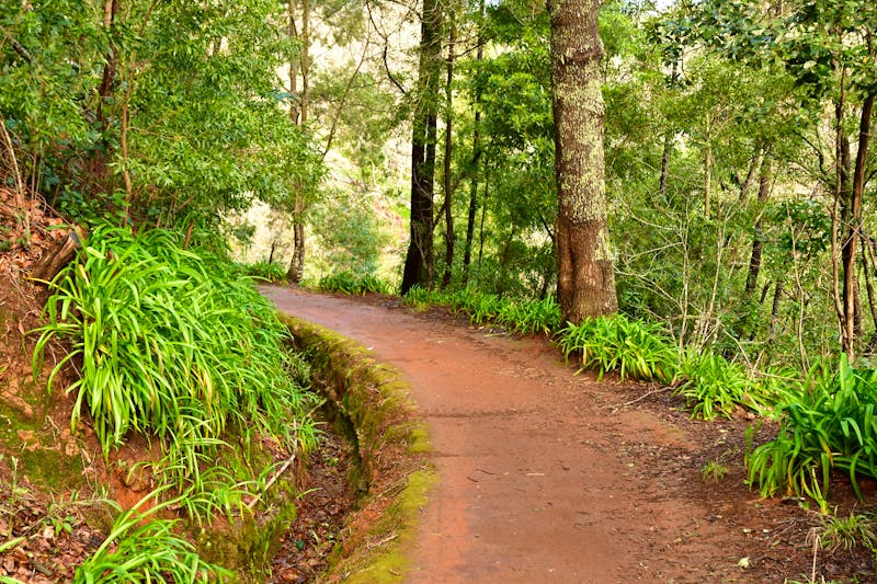 Levada-Wanderung bei Camacha auf Madeira - ©©PackShot - stock.adobe.com