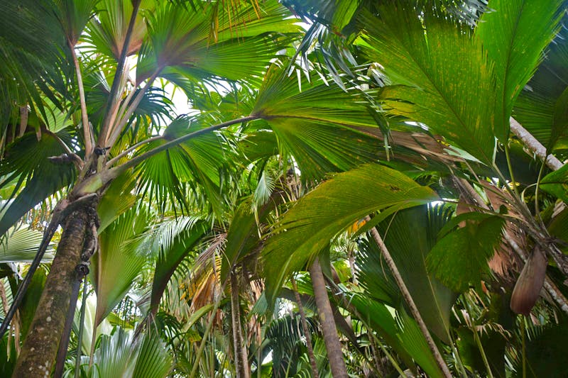 Seychellenpalmen in Vallée de Mai auf Praslin - ©Eberhardt TRAVEL - Maria Schneider
