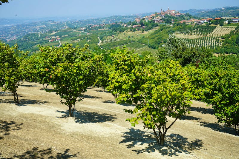 Langhe-Gebiet - Haselnuss-Feld - ©cosca - stock.adobe.com