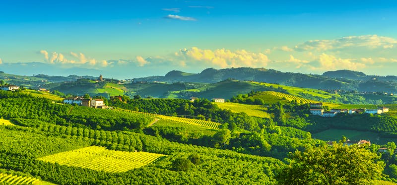 Langhe-Gebiet - Wein- und Haselnuss-Felder - ©stevanzz - stock.adobe.com