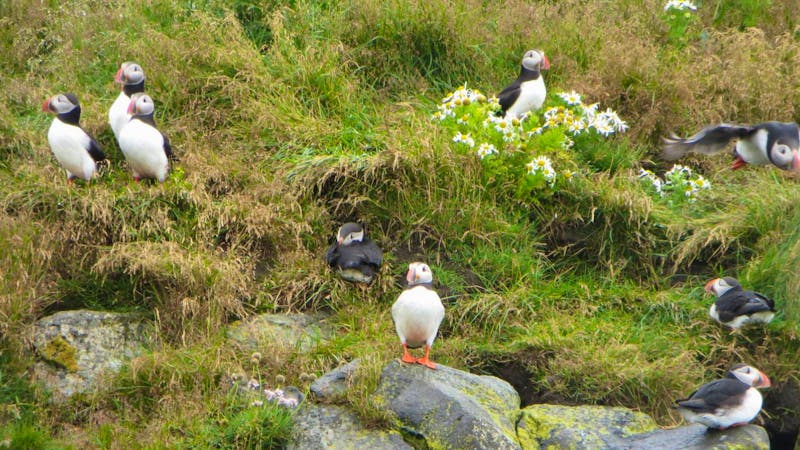 Papageientaucher am Dyrholaey auf Island - ©Eberhardt TRAVEL - Nadine Schulz