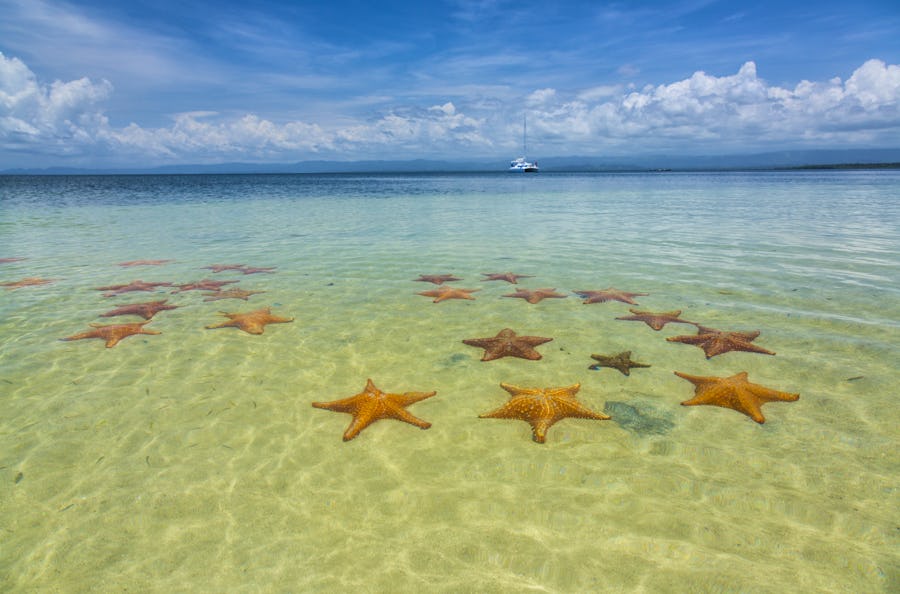 Riesen-Seesterne bei Bocas del Toro - Panama – © JUAN CARLOS MUÑOZ ROBREDO - Adobe Stock