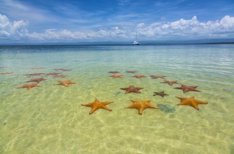 Riesen-Seesterne bei Bocas del Toro - Panama - ©JUAN CARLOS MUÑOZ ROBREDO - Adobe Stock