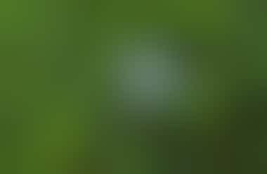 Rotschnabel-Tropikvogel bei Bird Island - Panama - ©JUAN CARLOS MUÑOZ ROBREDO - Adobe Stock