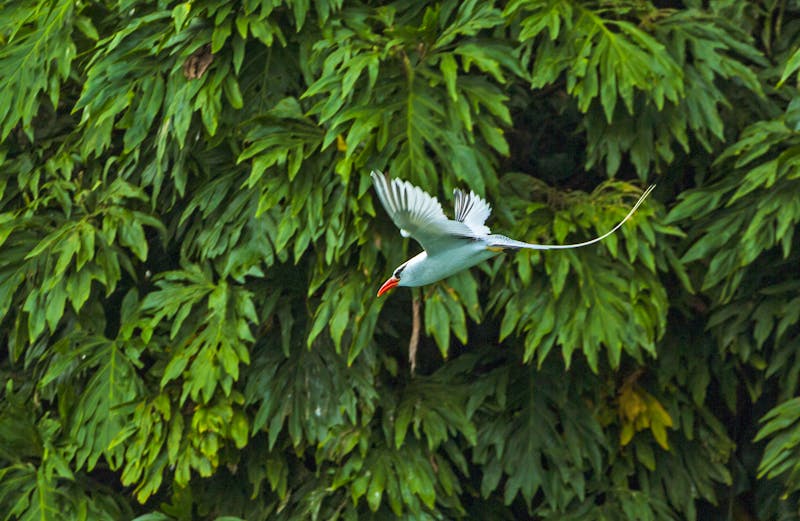 Rotschnabel-Tropikvogel bei Bird Island - Panama - ©JUAN CARLOS MUÑOZ ROBREDO - Adobe Stock