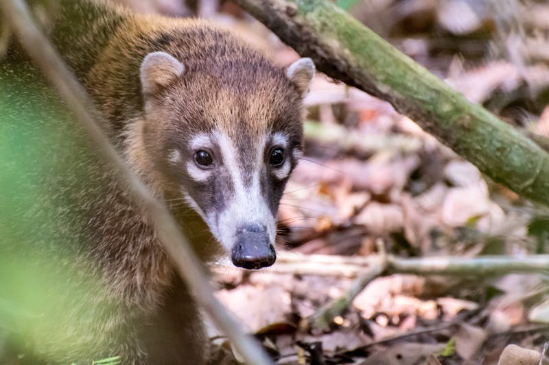 Nasenbär im Nationalpark Soberania in Panama - ©Manuel - Adobe Stock