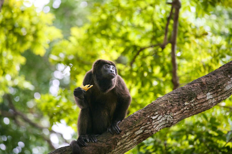 Affe im Soberania Nationalpark in Panama - ©dacasdo - Adobe Stock