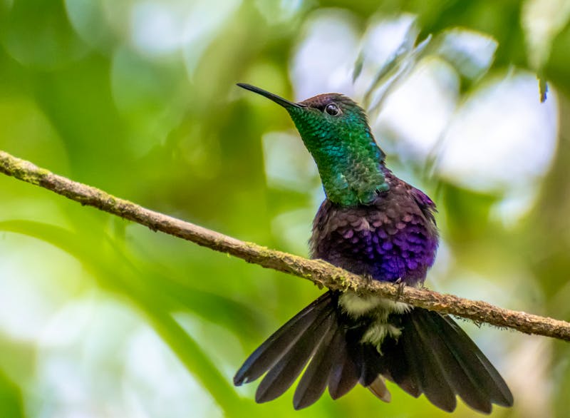 Kolibri bei El Valle de Anton - Cerro Gaital - ©Manuel - Adobe Stock