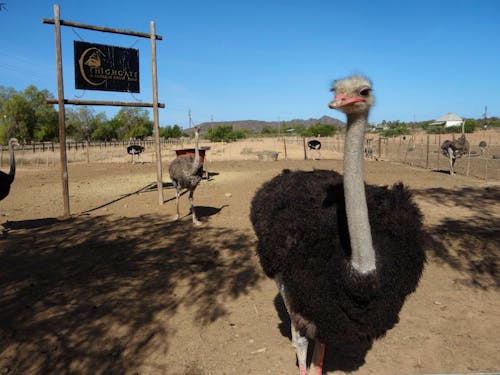 Straußenfarm in Oudtshoorn &ndash; &copy; Eberhardt TRAVEL - Benjamin Rodriguez Manzanares