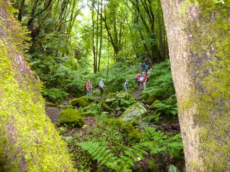 Wanderung im Nebelwald von La Palma - ©Cornelia Ritter - Eberhardt TRAVEL