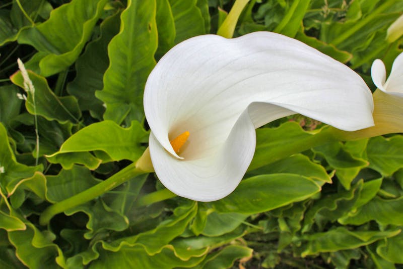 Calla am Wegesrand auf den Kanaren - ©Pixabay