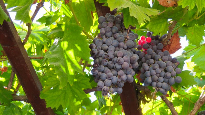 Weinanbau auf Kreta - ©Petra Sauer - Eberhardt TRAVEL