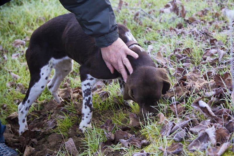 Trüffelhunde im Piemont - ©Andrea - stock.adobe.com