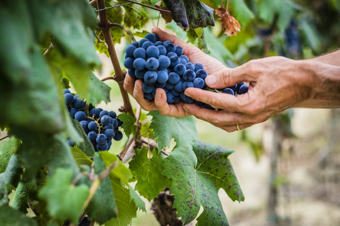 Rotwein im Barologebiet – © Giorgio Pulcini - stock.adobe.com