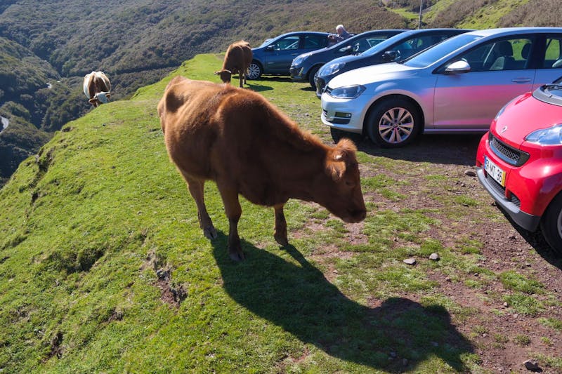 Kühe am Parkplatz der Hochebene Paul da Serra - ©Detlef May - Eberhardt TRAVEL