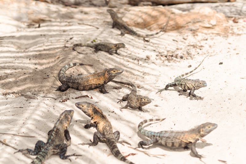 Leguane auf der Isla Iguana - Panama - ©Juan - Adobe Stock
