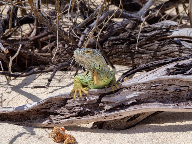 Leguane auf der Isla Iguana - Panama - ©José Rego - Adobe Stock
