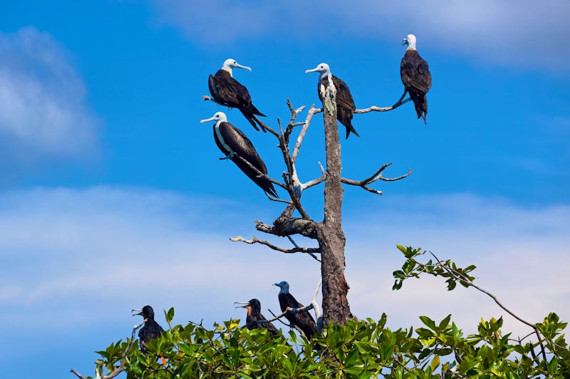 Fregattvögel - ©damedias - Adobe Stock