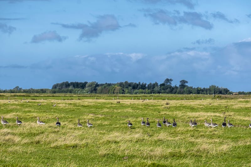 Graugänse auf der Nordseeinsel Föhr - ©AnnaReinert - Adobe Stock