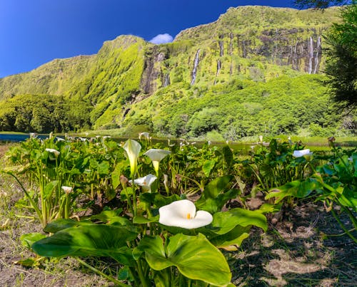 Lagoa dos Patos auf der Azoren-Insel Flores &ndash; &copy; ©Henner Damke - stock.adobe.com