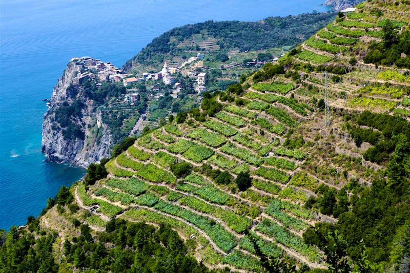Weinplantagen bei Corniglia - ©espresso - stock.adobe.com