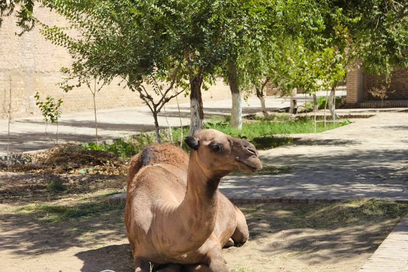 Kamel in Chiwa - Usbeksitan - ©Sylvia Ott - Eberhardt TRAVEL