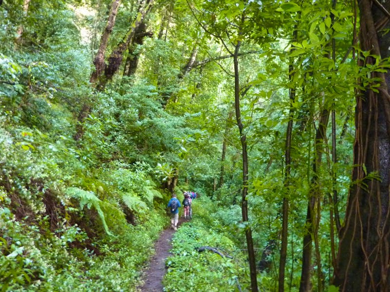 Wanderung im Nebelwald von La Palma - ©Cornelia Ritter - Eberhardt TRAVEL