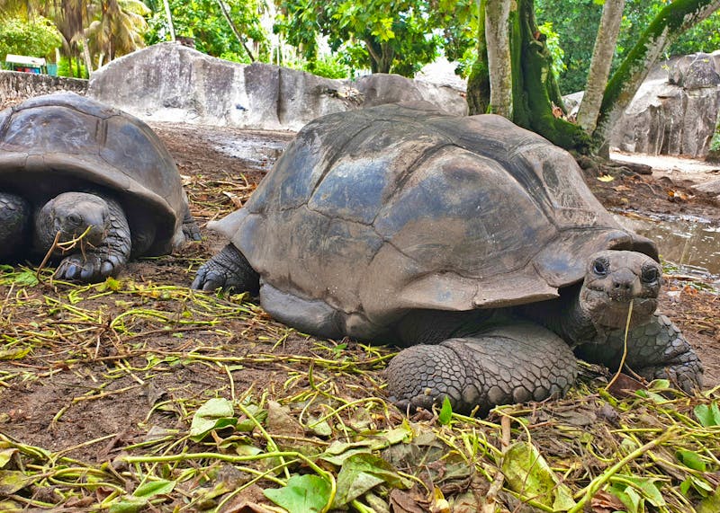 Seychellen Riesenschildkröten auf La Digue - ©Benjamin Rodriguez Manzanares - Eberhardt TRAVEL