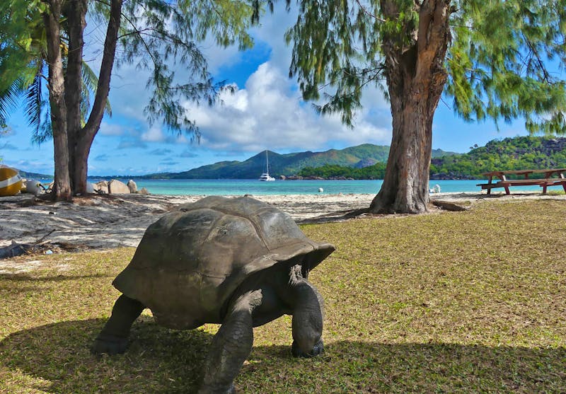 Seychellen Riesenschildkröten auf der Insel Curieuse - ©Frank Nimschowski - Eberhardt TRAVEL