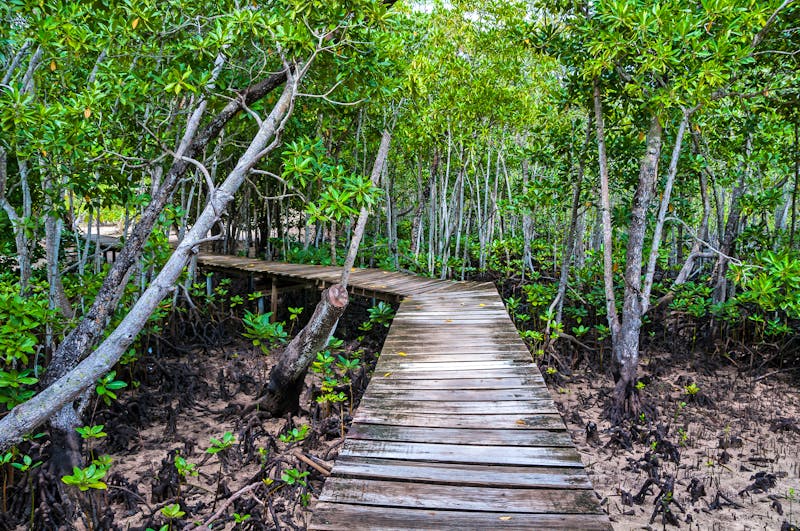 Wanderweg durch die Mangroven auf Curieuse - ©Rudi Ernst - Adobe Stock