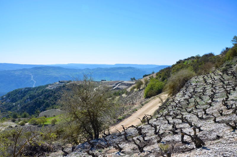 Weinanbau im Bergland Zyperns bei Vouni - ©Eberhardt TRAVEL - Helene Johannsen