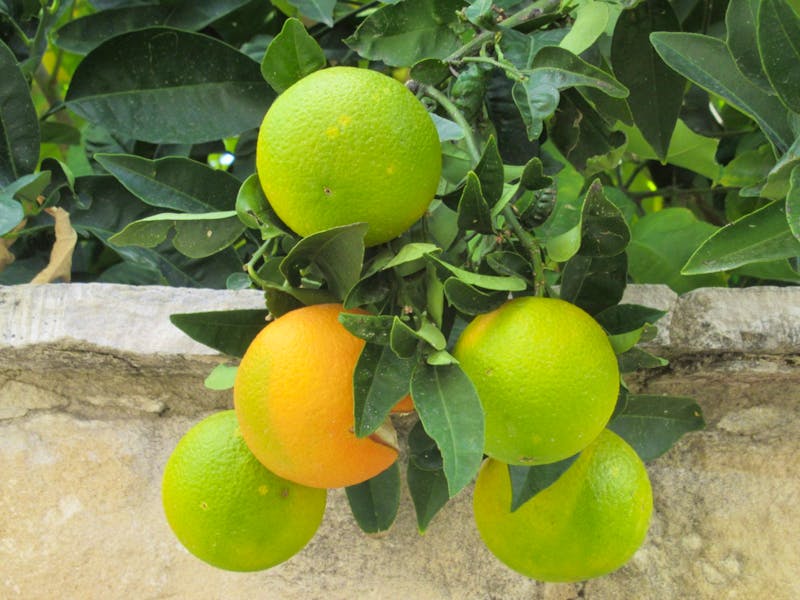 Orangen im Bergdorf Vouni - ©Marion Kottlos - Eberhardt TRAVEL