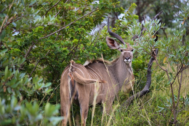 Safari im Krüger-Nationalpark - Nyala - ©Marianne Förster - Eberhardt TRAVEL