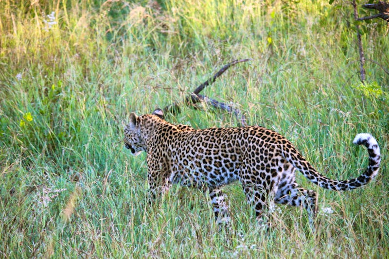 Leopard im Krüger-Nationalpark - &copy;Marianne Förster - Eberhardt TRAVEL