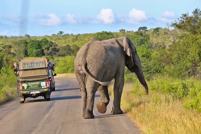 Safari im Krüger-Nationalpark - ©Marianne Förster - Eberhardt TRAVEL