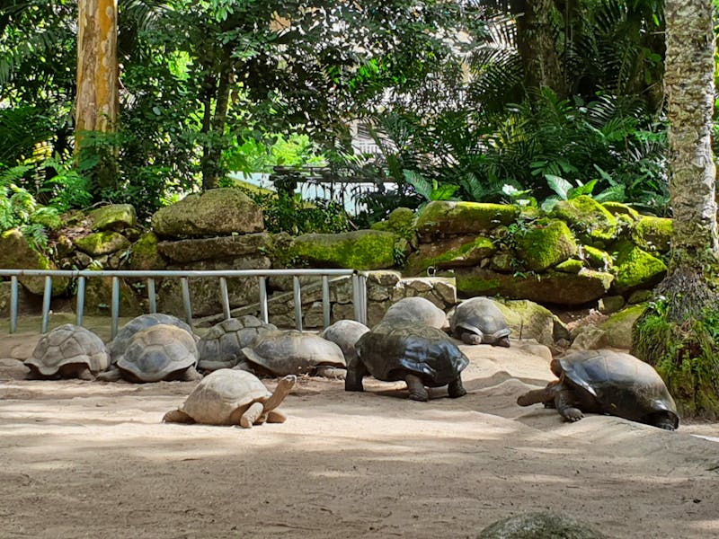 Schildkröten im botanischen Garten von Mahé - ©Benjamin Rodriguez Manzanares - Eberhardt TRAVEL