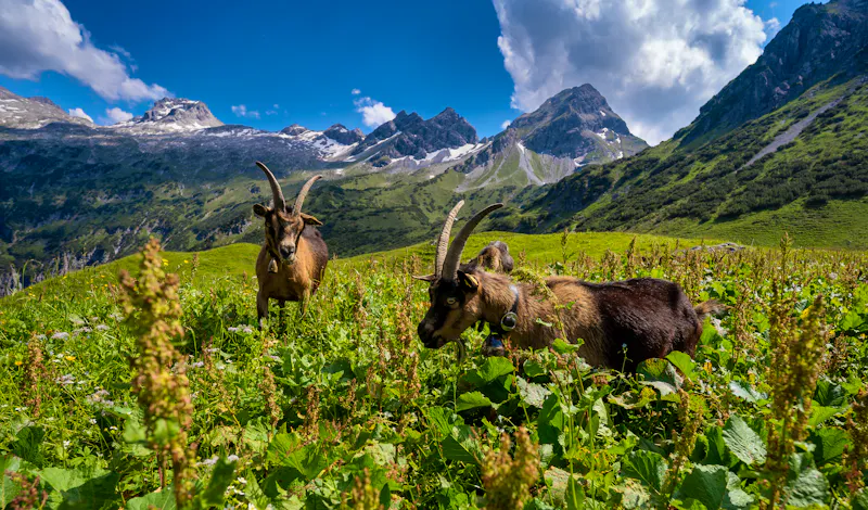 Österreich Großes Walsertal im Sommer - &copy;volker loche