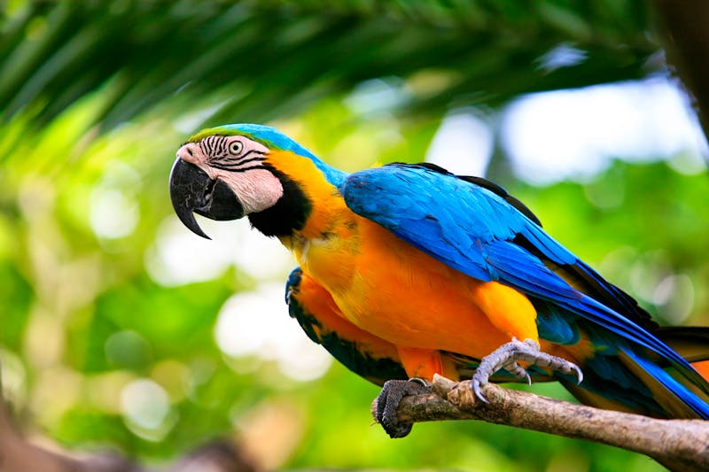 Farbenfroher Papagei in einem Papageienhaus - ©Tatiana Morozova - AdobeStock