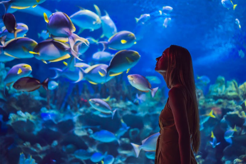 Meeresauarium in einem Ozeaneum – © galitskaya - AdobeStock.com