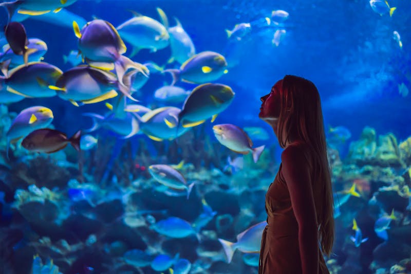 Meeresauarium in einem Ozeaneum - ©galitskaya - AdobeStock.com