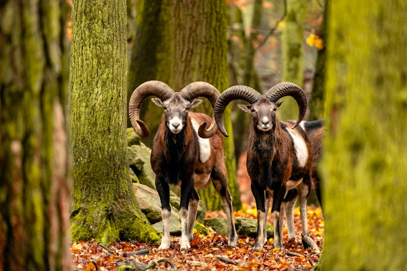 Zwei Mufflon-Widder in einem Wildpark – © serejkakovalev - stock.adobe.com