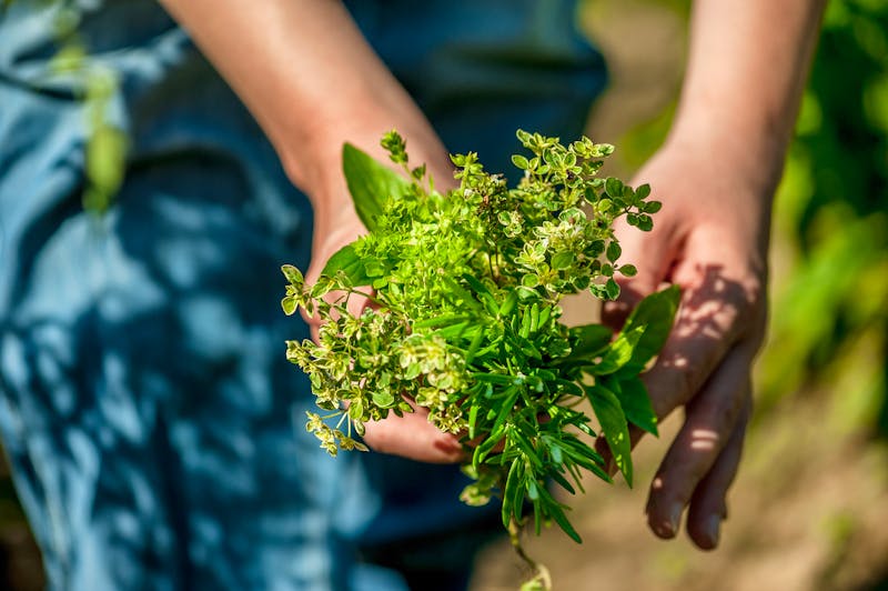 Frau hält Kräuter in einem Kräutergarten - ©Pawel Brzozowski /Pawel - stock.adobe.com