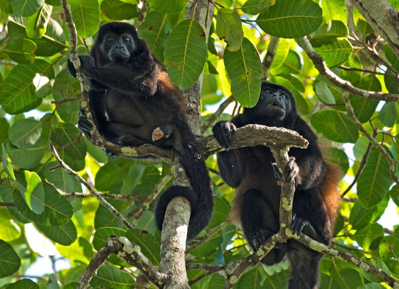 Brüllaffen am Golf von Chiriqui in Panama - ©lesniewski - Adobe Stock
