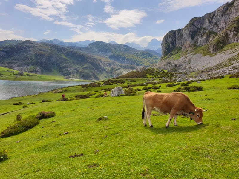 Covadonga-Seen im Nationalpark Picos de Europa - ©Benjamin Rodriguez Manzanares - Eberhardt TRAVEL