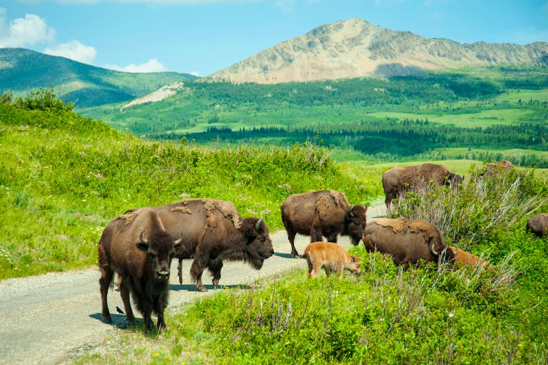 Bisons im Waterton Lakes Nationalpark - Alberta - ©MHB PHOTO-GRAF | Marie-Helene Bilodeau