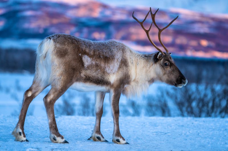 Rentier in Lappland - ©belov3097 - stock.adobe.com