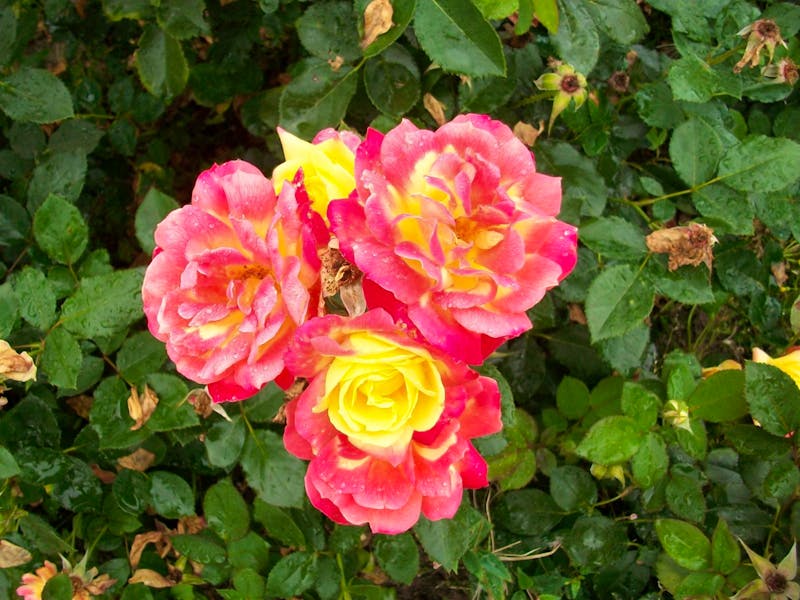 Rosen im Schlosspark Arcen - ©Steffen Mucke - Eberhardt TRAVEL