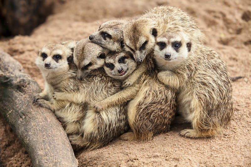 Erdmännchen - ©nattanan726 - stock.adobe.com