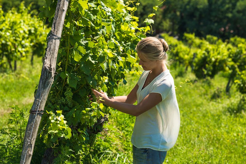 Weinberg in Ungarn - eine Winzerin inspiziert ihre Trauben - ©sonyakamoz - stock.adobe.com