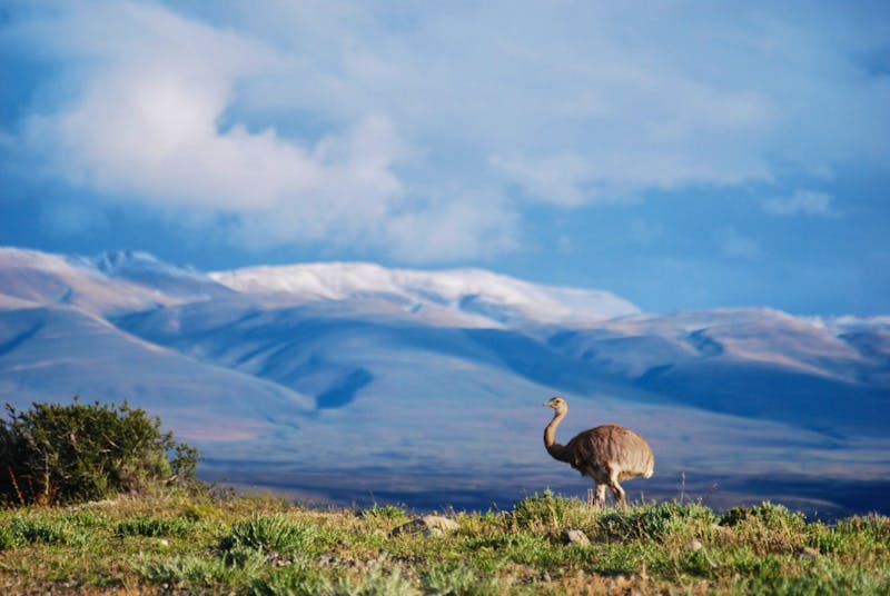 Nandu im Torres del Paine-Nationalpark - Chile - ©Eric Richter für Eberhardt TRAVEL